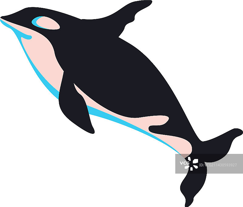 扁平风格虎鲸图片素材