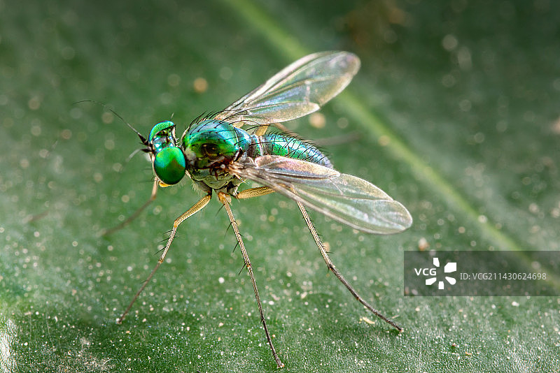 绿蝇图片素材