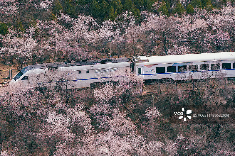 百年京张·花海列车图片素材