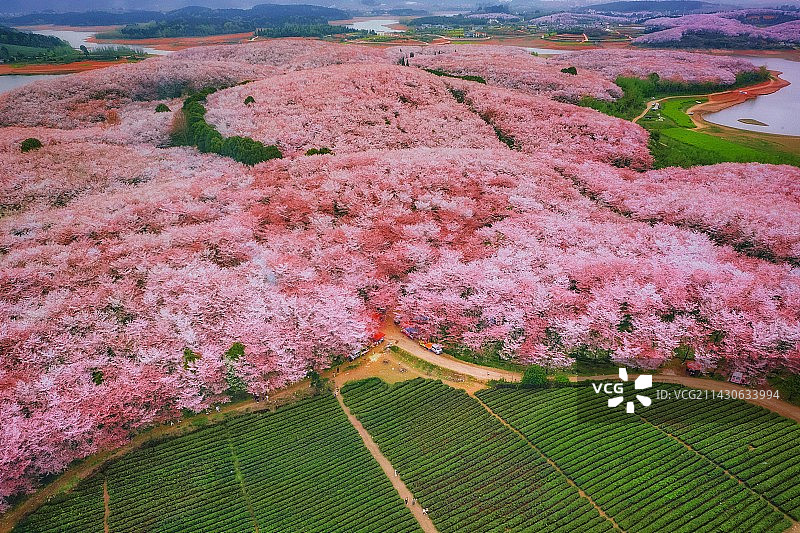 春天里的万亩樱花与茶园图片素材