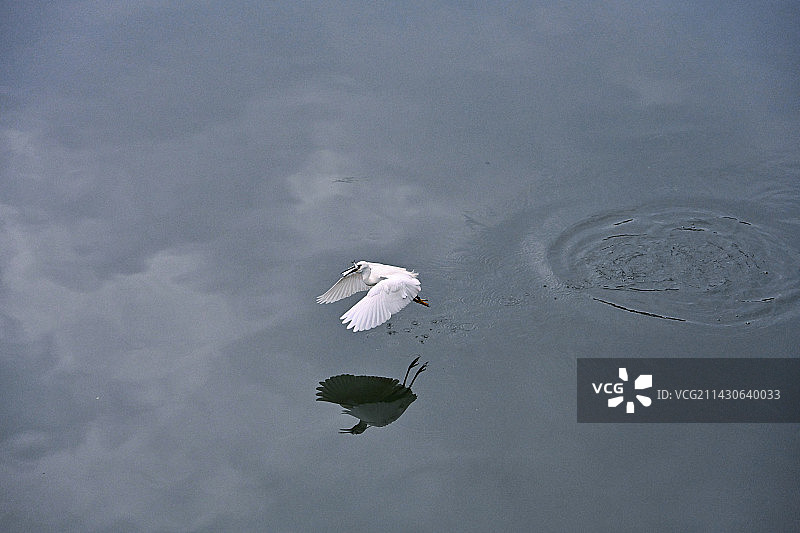 成都锦江河畔 白鹭图片素材