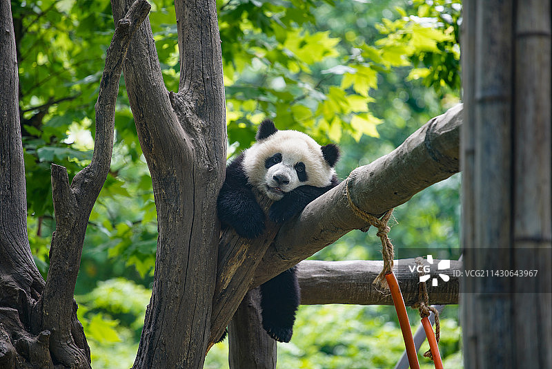 都江堰卧龙自然保护区图片素材
