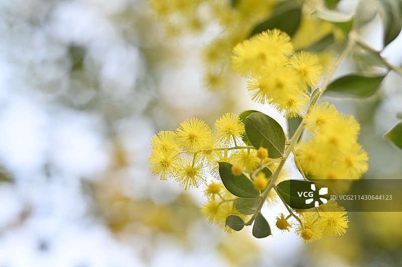 金合欢图片素材