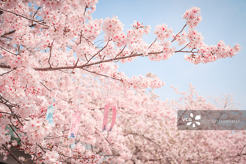 江苏无锡太湖鼋头渚樱花盛开的自然风光图片素材