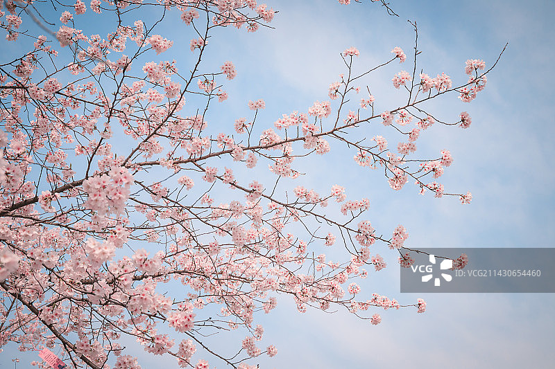 江苏无锡太湖鼋头渚樱花盛开的自然风光图片素材