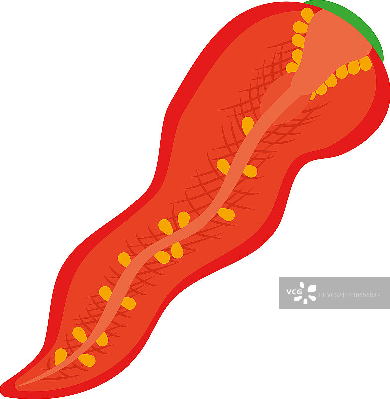 半个墨西哥辣椒图片素材