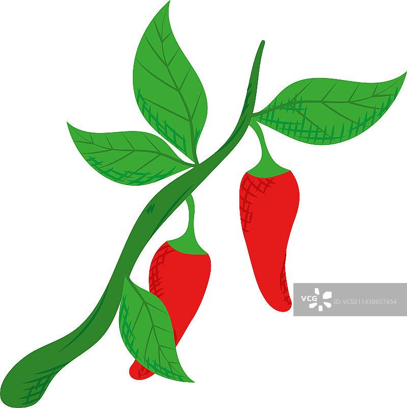 红辣椒植物图片素材