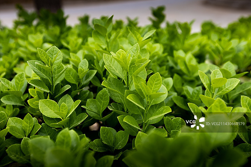 绿叶新芽图片素材