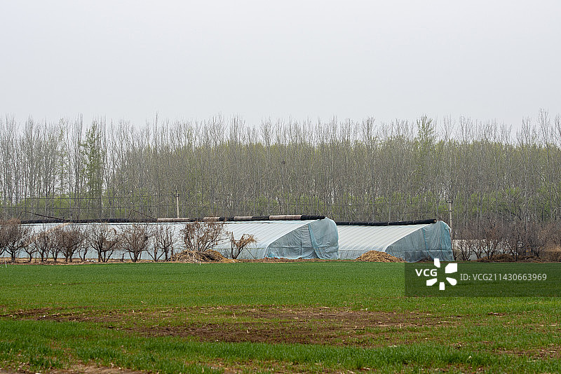 现代大棚和传统农业的麦田的麦苗图片素材