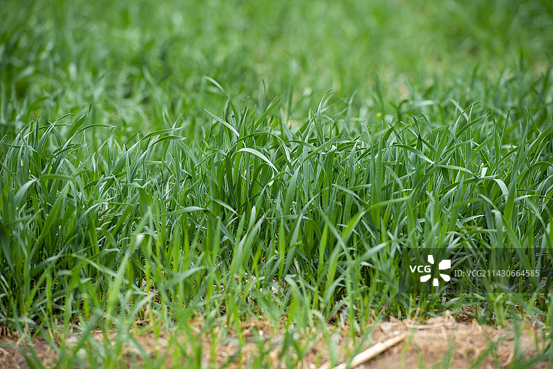 春季快速生长的冬小麦图片素材
