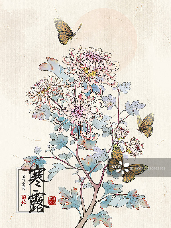 国风手绘二十四节气花卉植物之寒露菊花图片素材