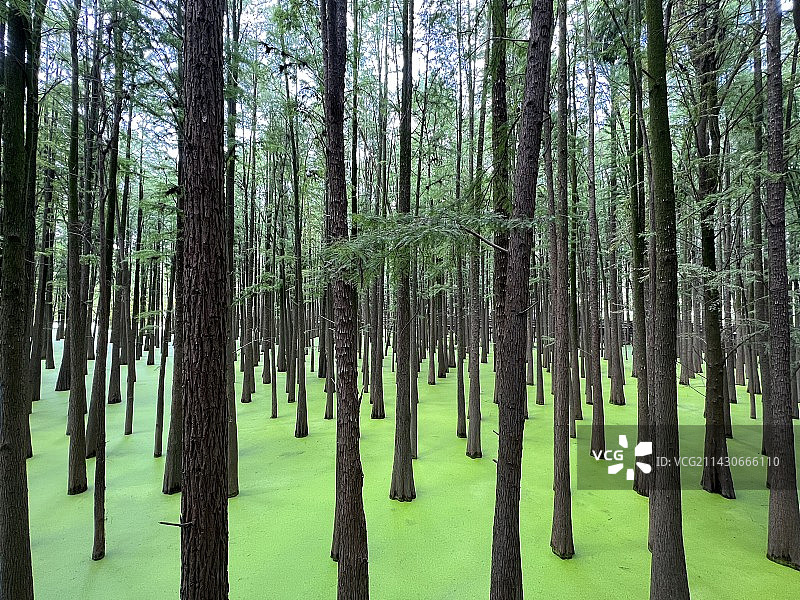 杭州青山湖水上森林郊野公园图片素材