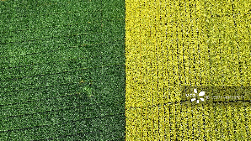 平分“春”色图片素材