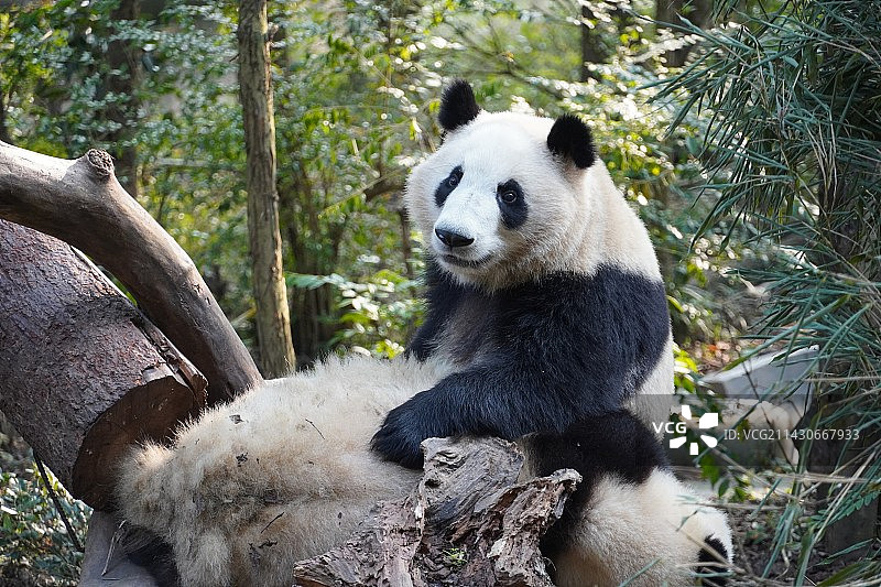 成都幼年大熊猫别墅图片素材