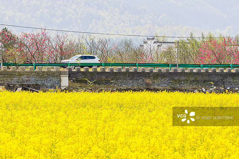 皖南乡村：三月的桃花和油菜花相互辉映图片素材