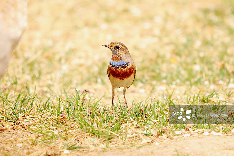 张望－－蓝喉歌鸲图片素材