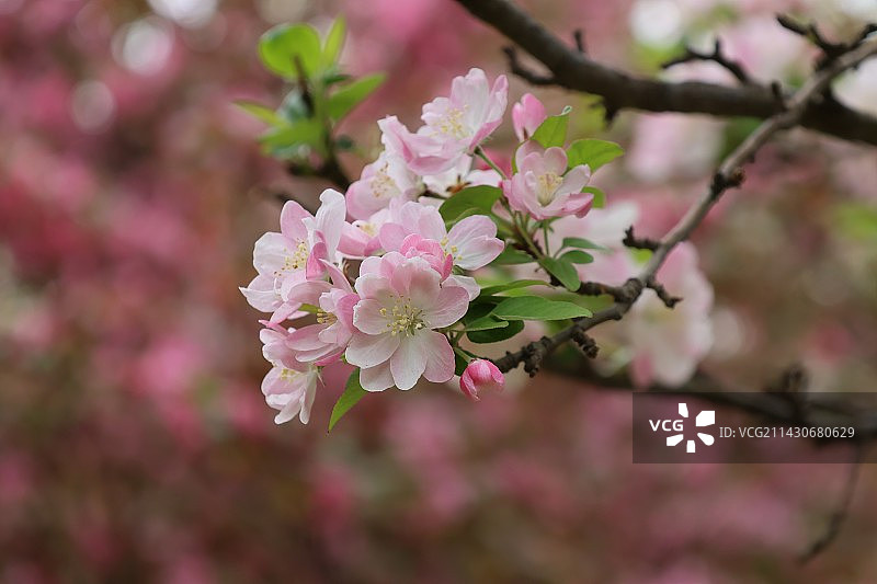 春天绽放的海棠花特写美图图片素材