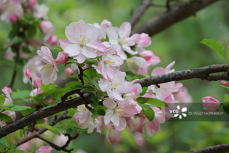 春天绽放的海棠花特写美图图片素材