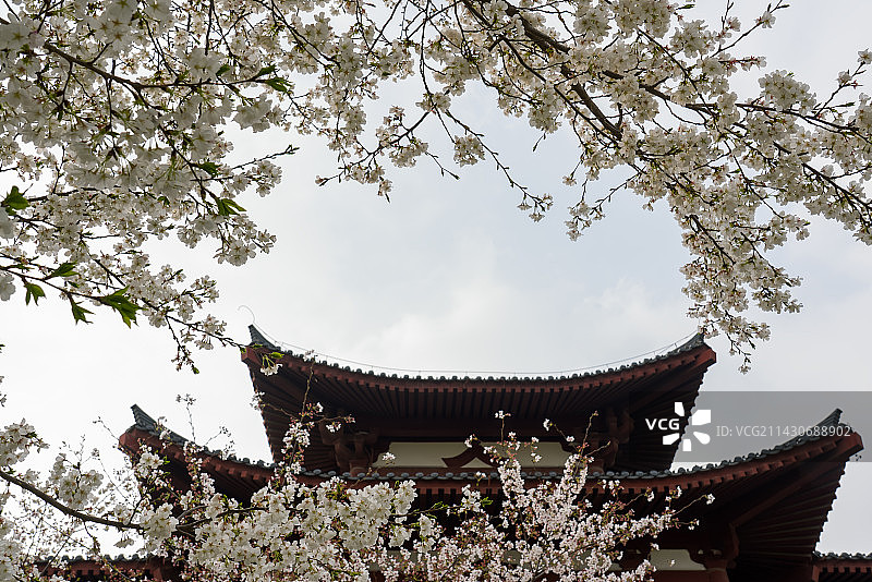 春天古建房檐下的樱花开放图片素材