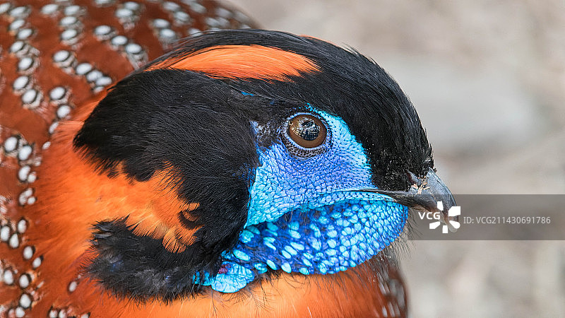 黄腹角雉特明克角雉图片素材