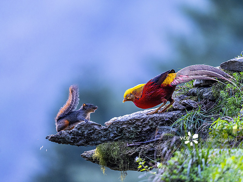 红腹锦鸡与小松鼠图片素材