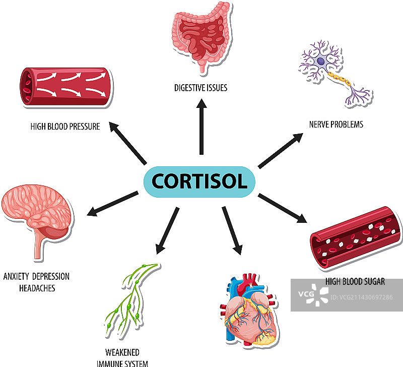 皮质醇激素与常见症状图图片素材