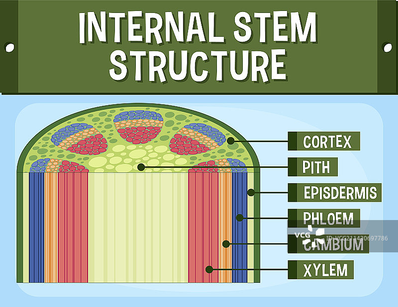 茎的内部结构图图片素材