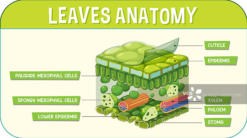 树叶内部结构图图片素材