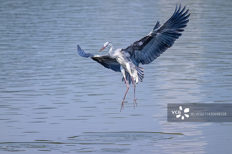 悬停在湖面上空苍鹭图片素材
