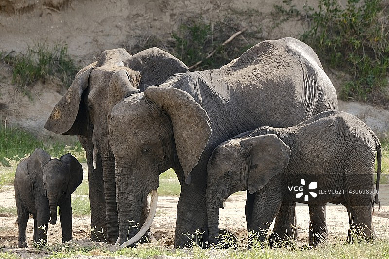 野象谷传说图片素材