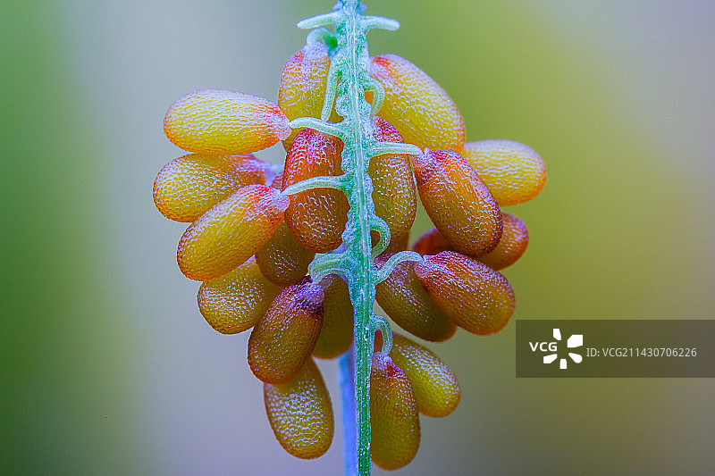 荠菜籽图片素材