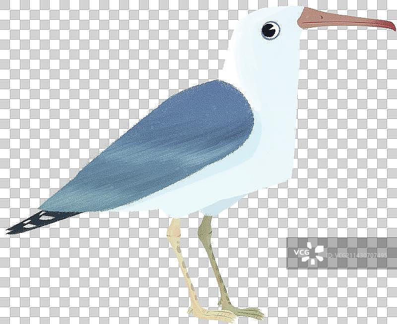 海鸟鸟类动物元素图片素材