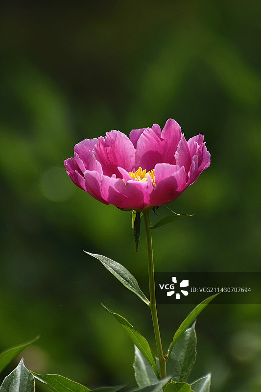 芍药22-3图片素材