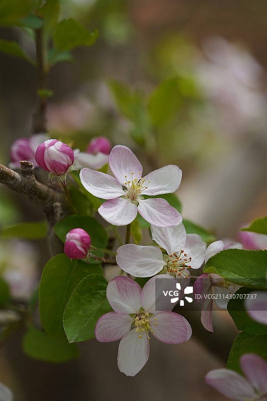 粉色苹果花特写镜头图片素材
