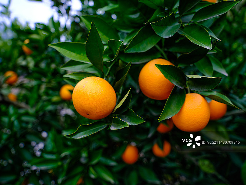 湖北宜昌长阳清江伦晚图片素材