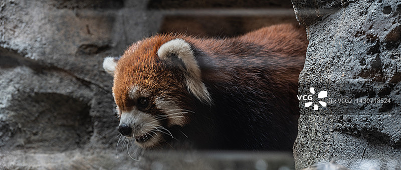 大小熊猫图片素材