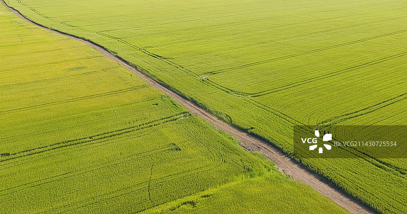 新疆昭苏麦田图片素材