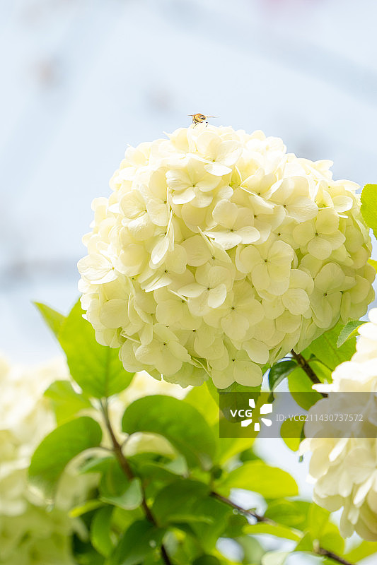 绣球花图片素材