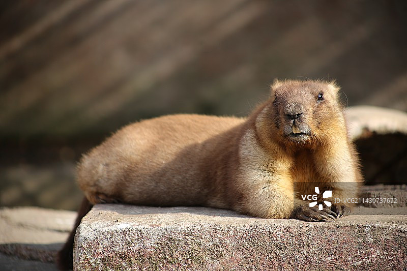 土拨鼠特写图片素材