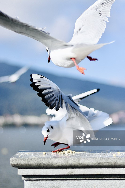 昆明滇池正在觅食的海鸥图片素材
