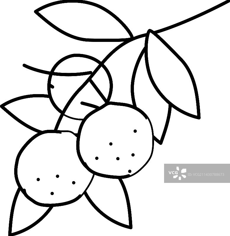 橘子枝线条图标图片素材