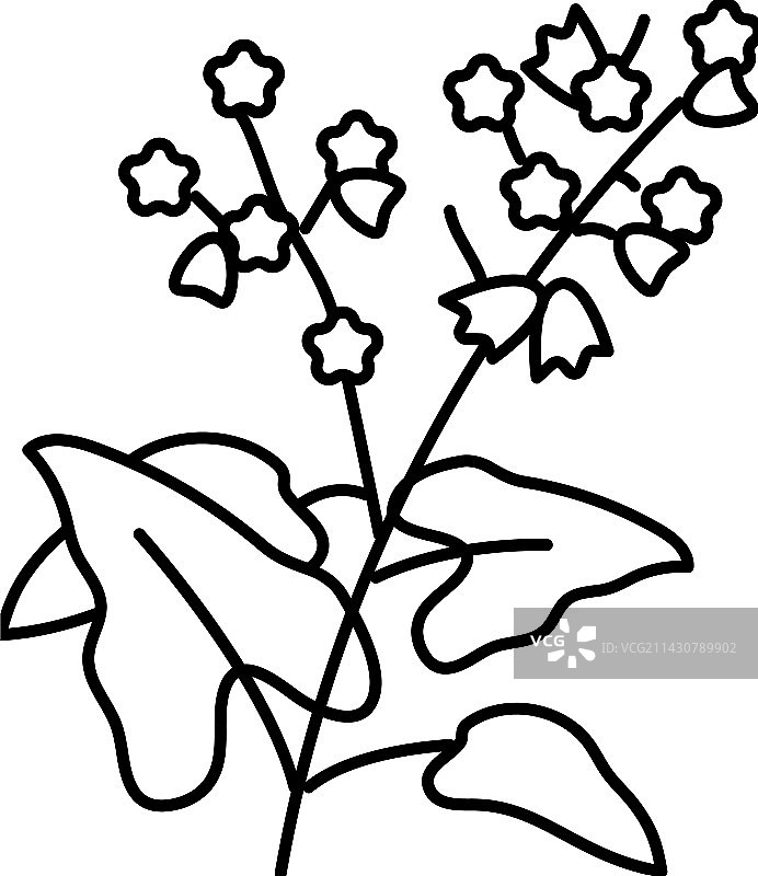 荞麦植物健康线性图标图片素材