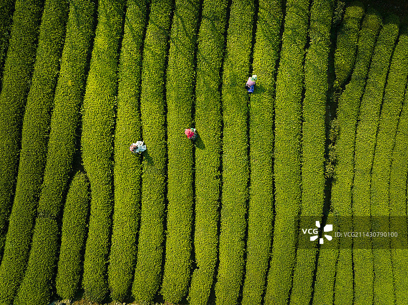 春茶收成图片素材