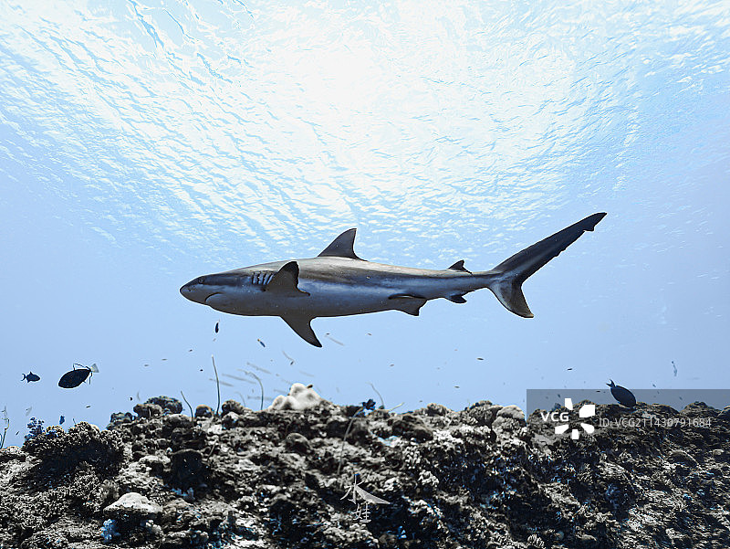 帕劳蓝角的鲨鱼图片素材