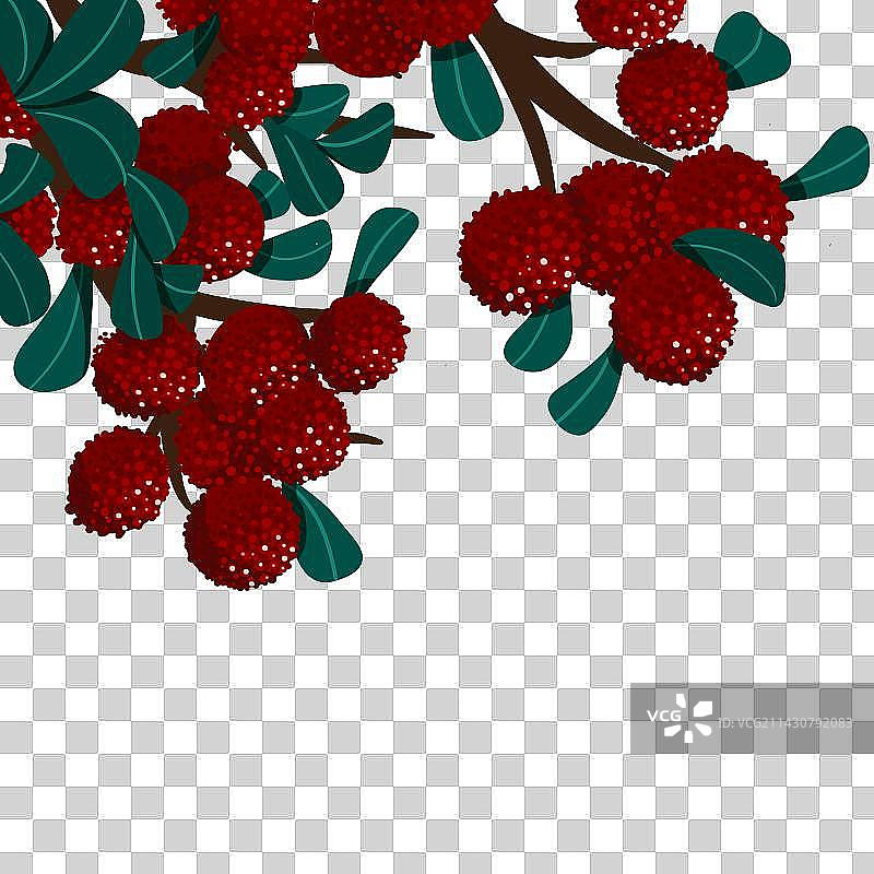 杨梅 杨梅枝 杨梅树 背景免抠图图片素材