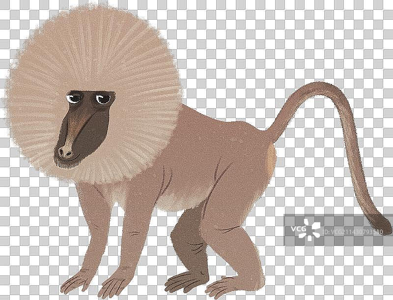 狒狒动物元素图片素材