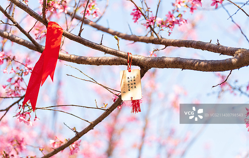 盛开的樱花和祈福牌许愿带图片素材