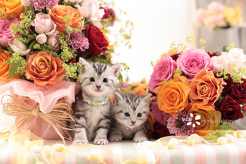 美国短毛猫幼猫图片素材