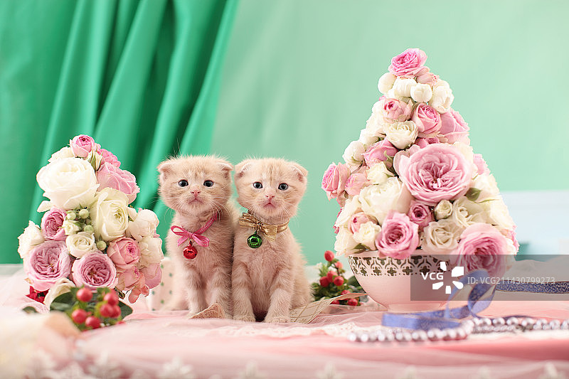 苏格兰折耳小猫图片素材