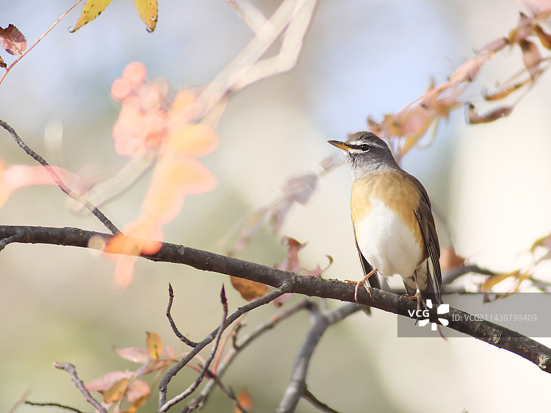 白眉鸫图片素材
